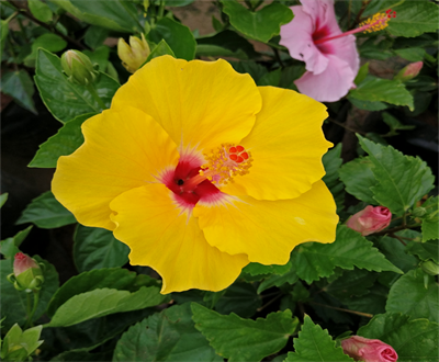 hibiscus