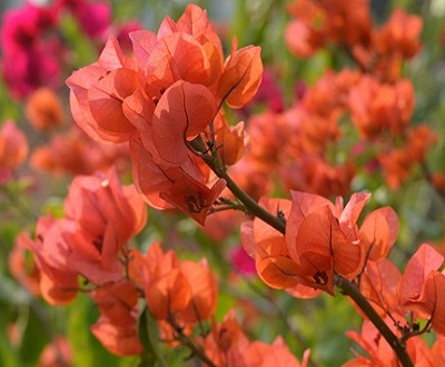 Bougainvillae