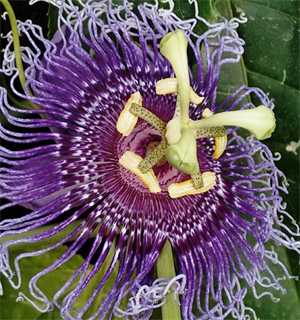 passion flower