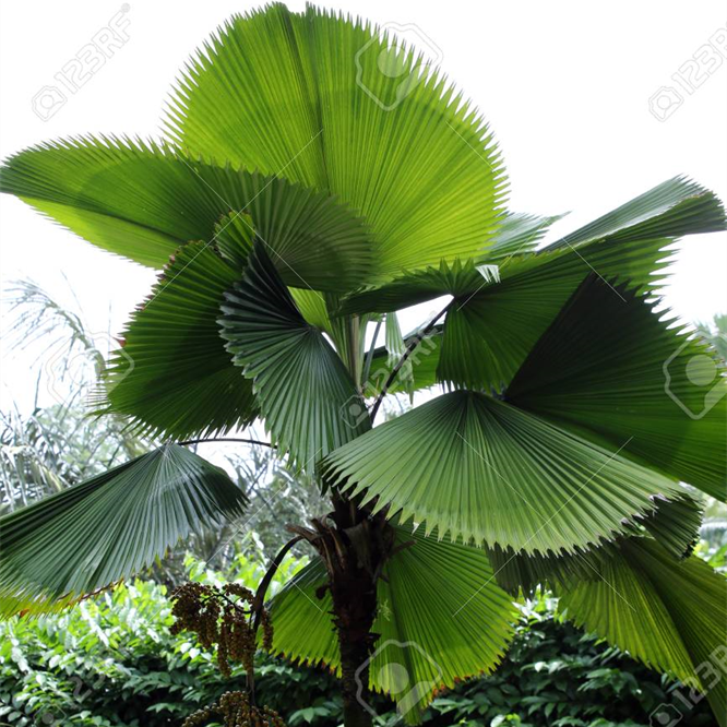 Pritchardia Palm