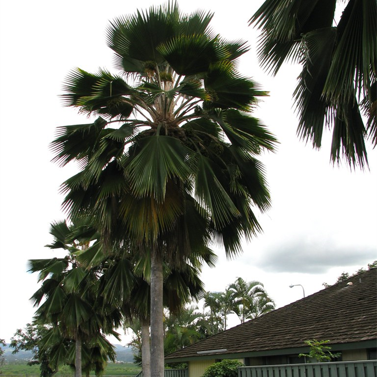 Pacifica Palm