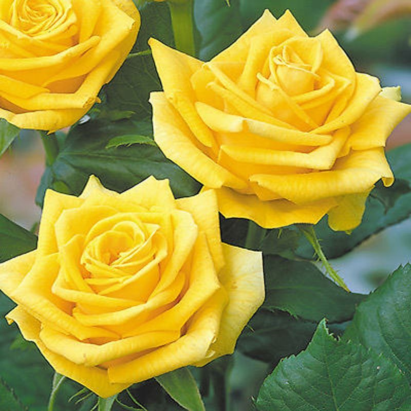 Dutch Yellow Roses