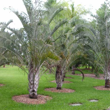 Triangular Palm