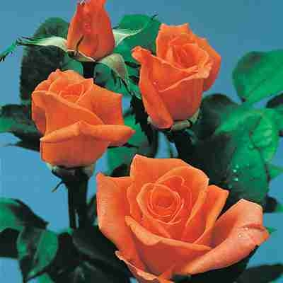 Dutch Orange Rose