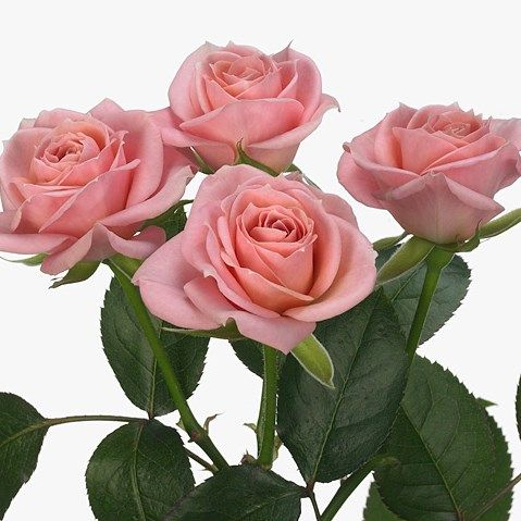 Dutch Pink Rose 
