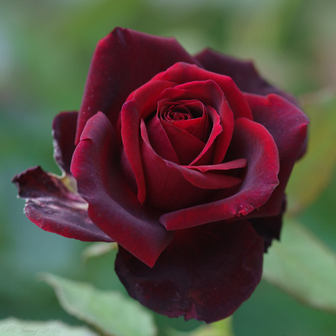 Black lady Rose