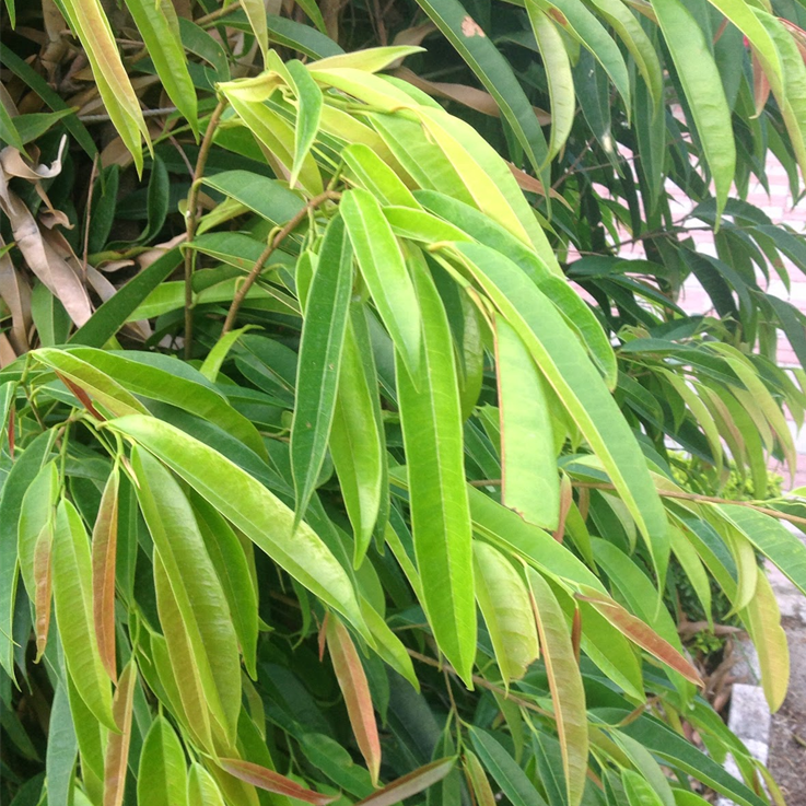 Ficus Ali