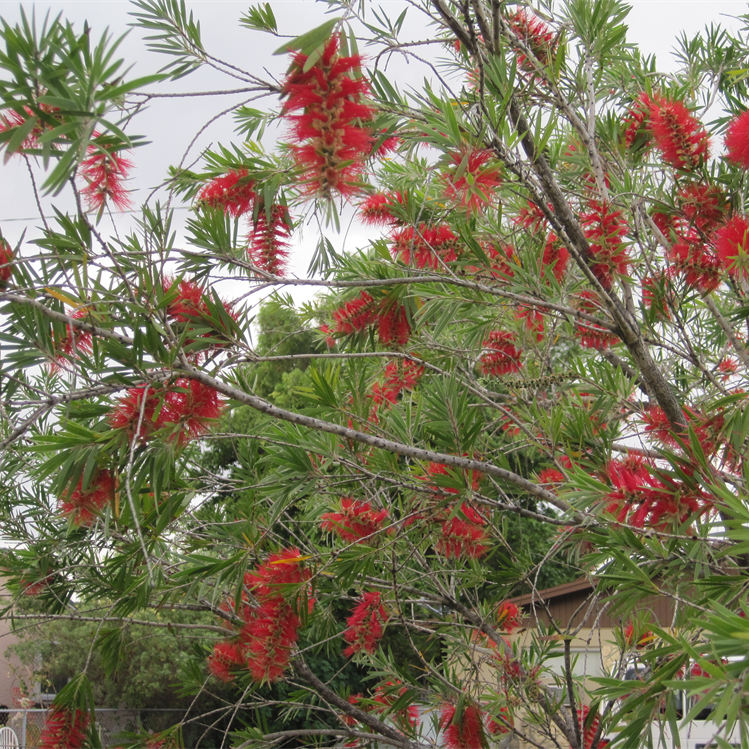 Bottle brush