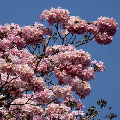 Pink Trumpet tree
