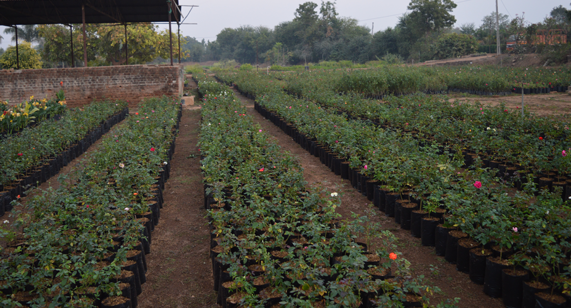 whole-sale-nursery
