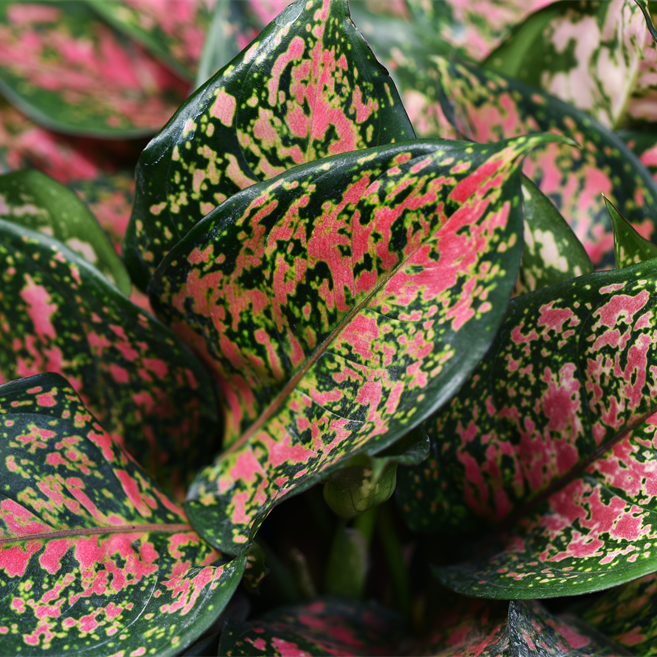 Indoor Plants