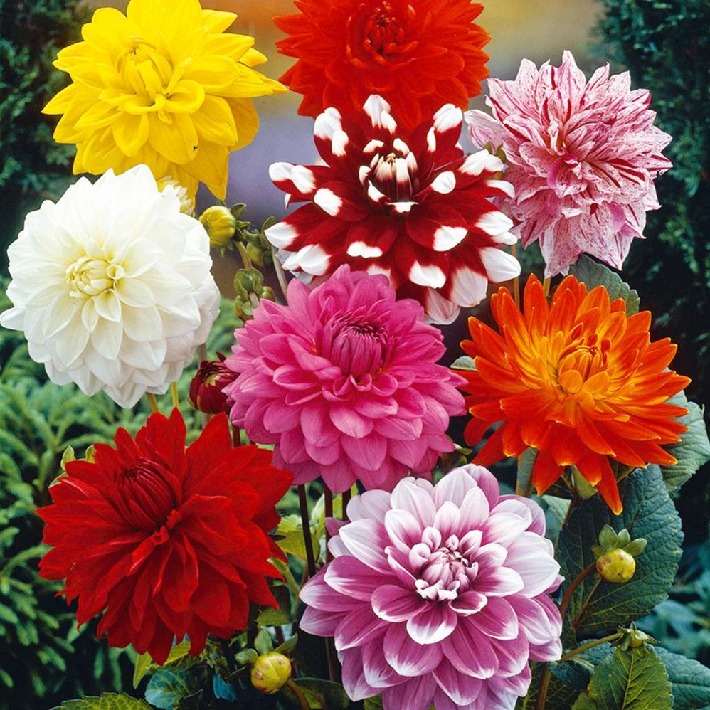 Winter Annuals