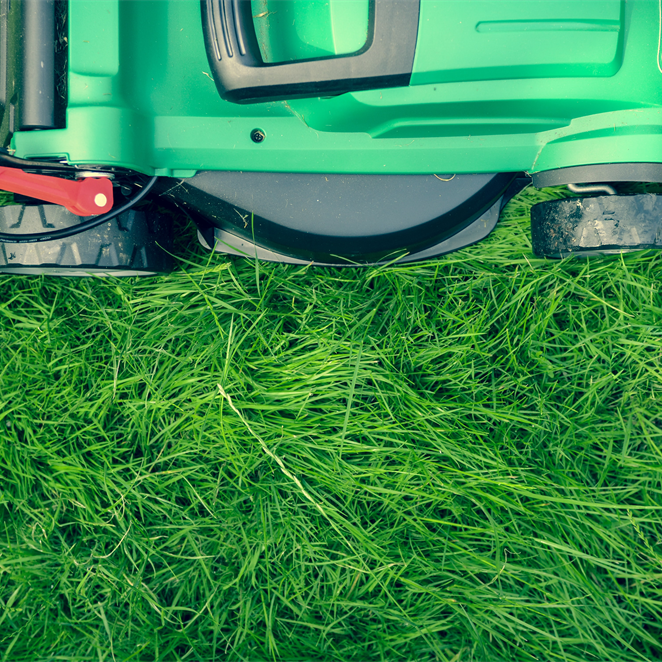 Garden Lawn and Grass