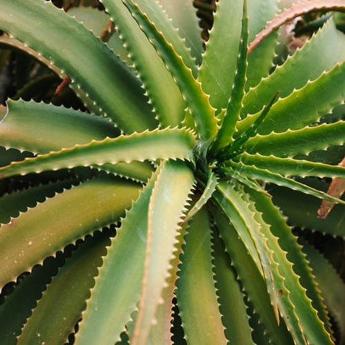 Medicinal & Aromatic Plants