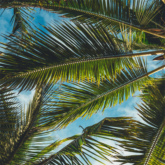 Palms