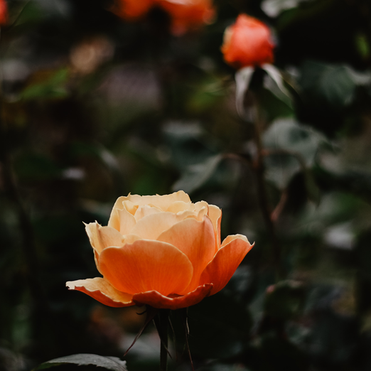 Roses