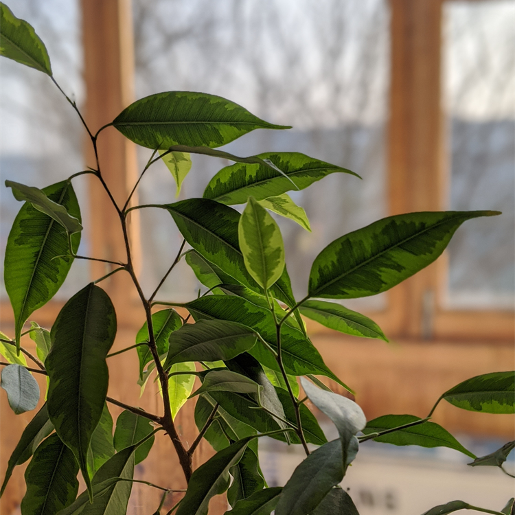 Ficus