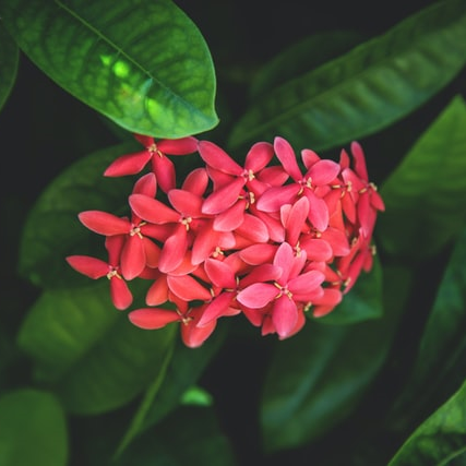 Flowering  and Foliage Shrubs