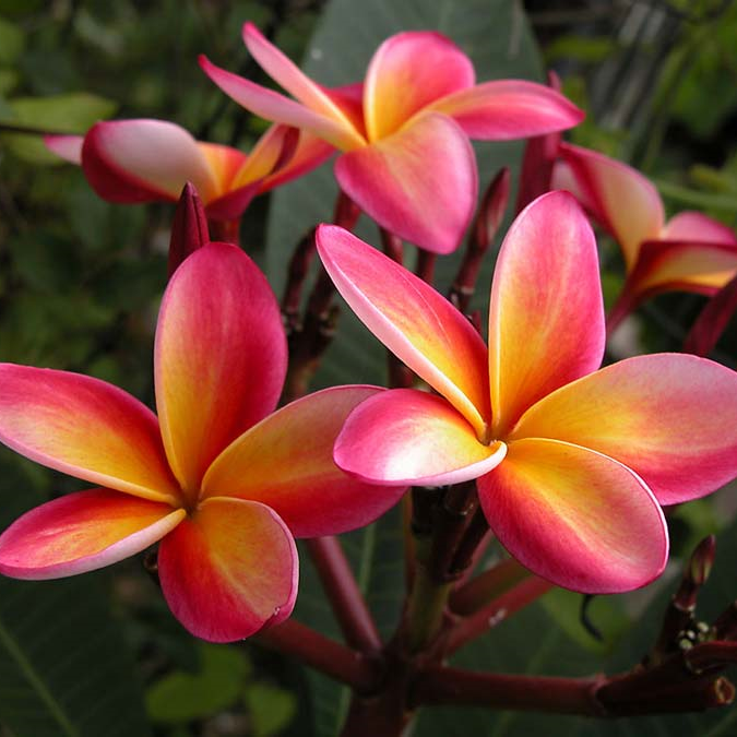 Plumerias ( Frangipani / Champa )