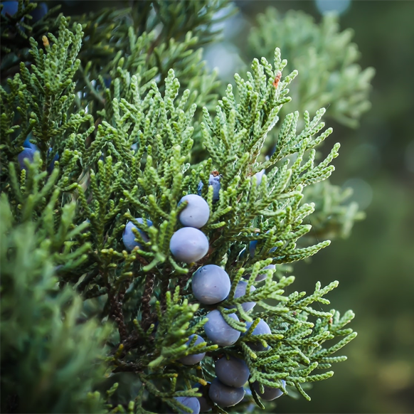 Conifers