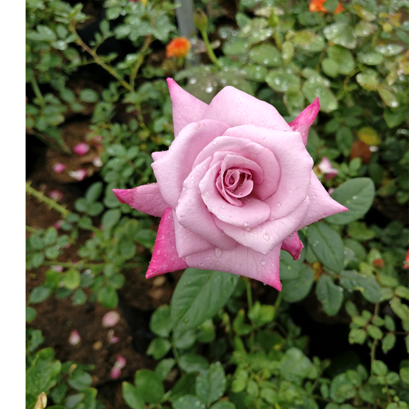 Hybrid Tea Roses