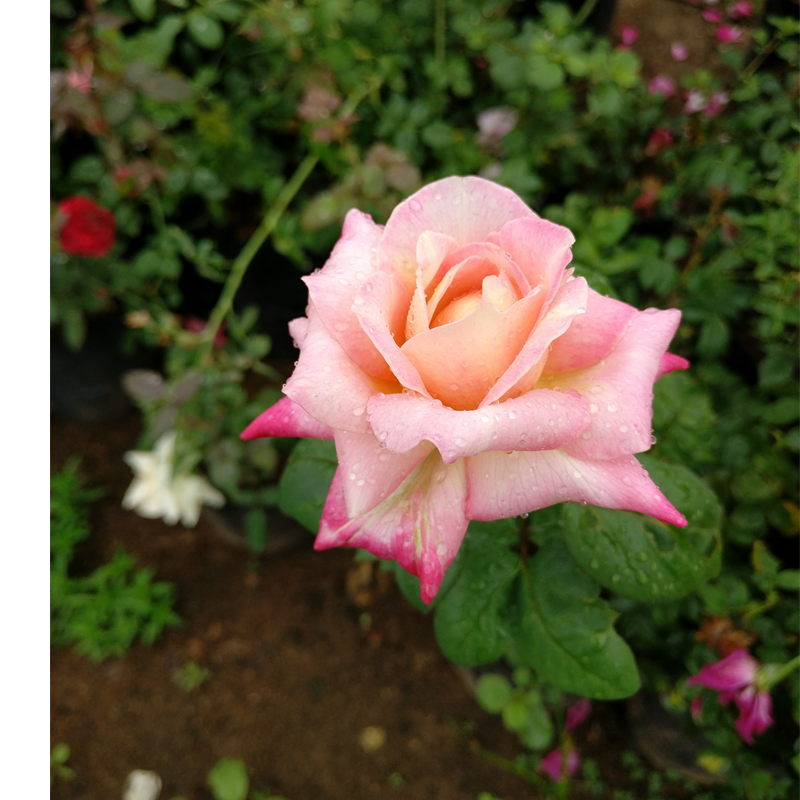 Hybrid Tea Roses