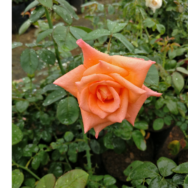 Hybrid Tea Roses
