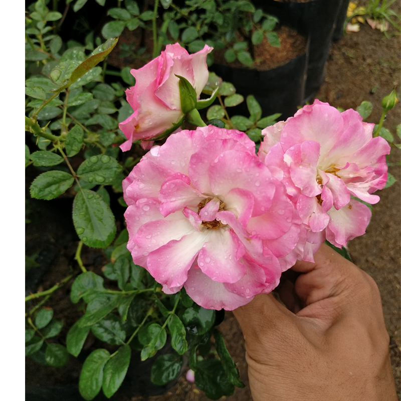 Hybrid Tea Roses