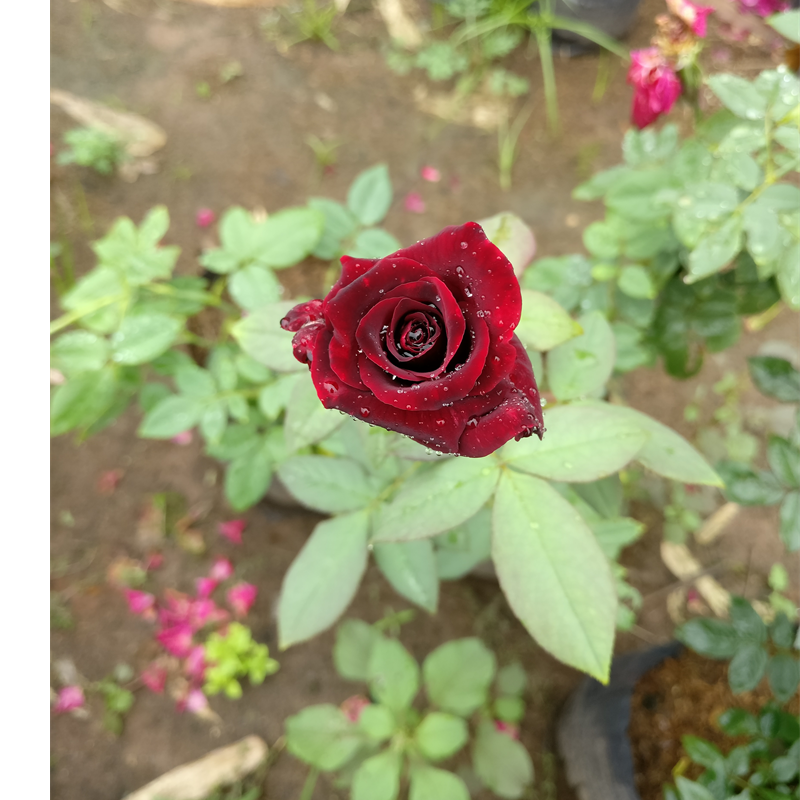 Black lady Rose