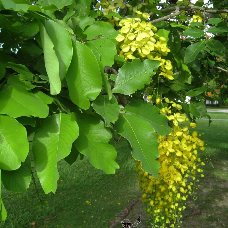 Golden shower