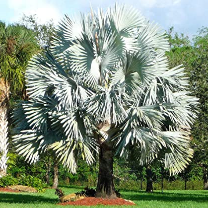 Bismarckia Palm