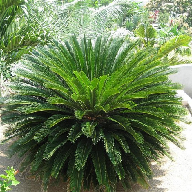 Cycas Palm