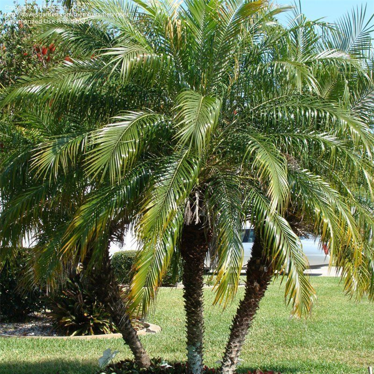 Phoenix Palm