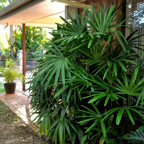 Raphis palm