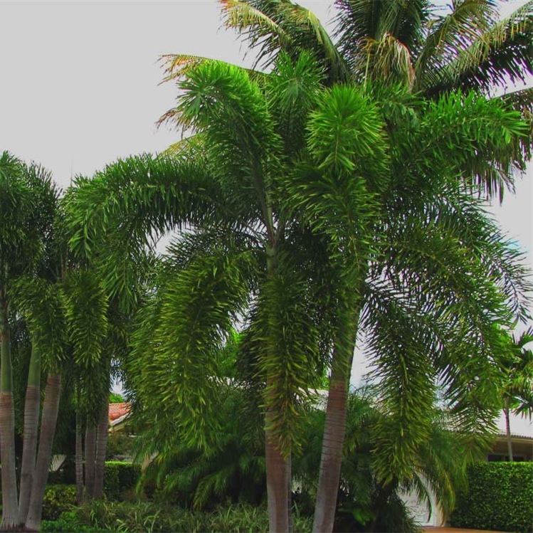 Foxtail Palm
