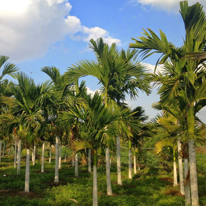 Areca Nut