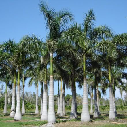 Bottle Palm