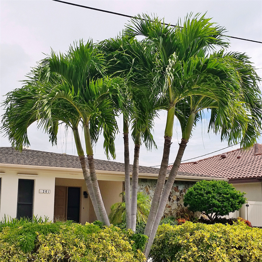 Manila palm