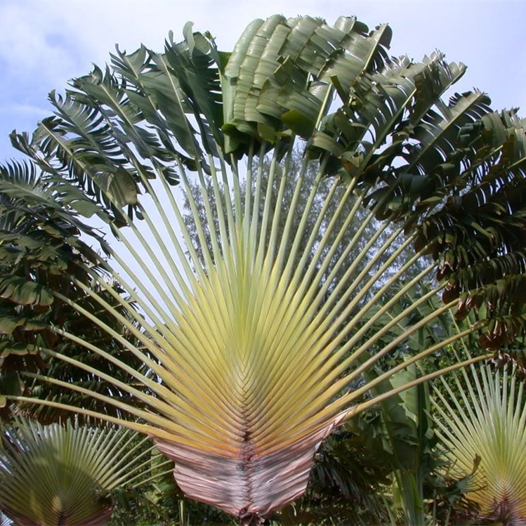 Travelers palm