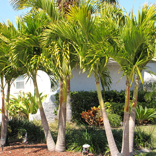 Golden Manila Palm