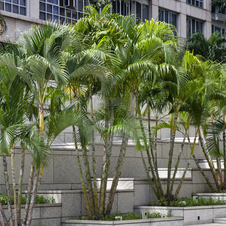 Areca Palm