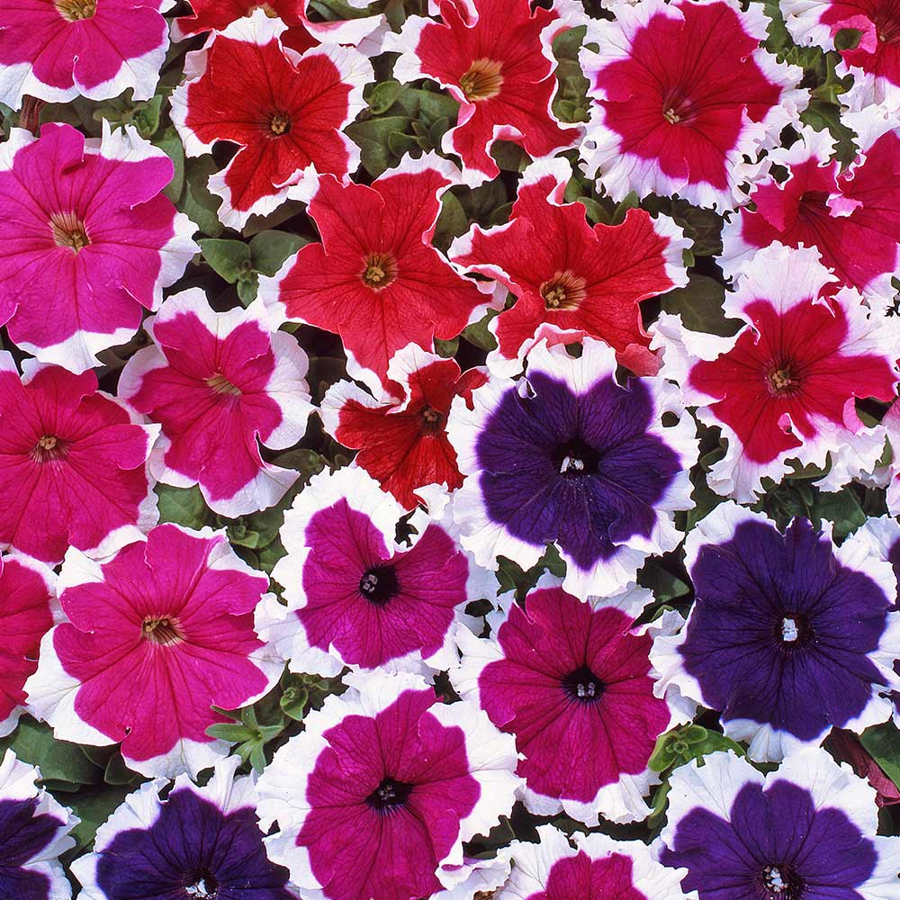 Petunias