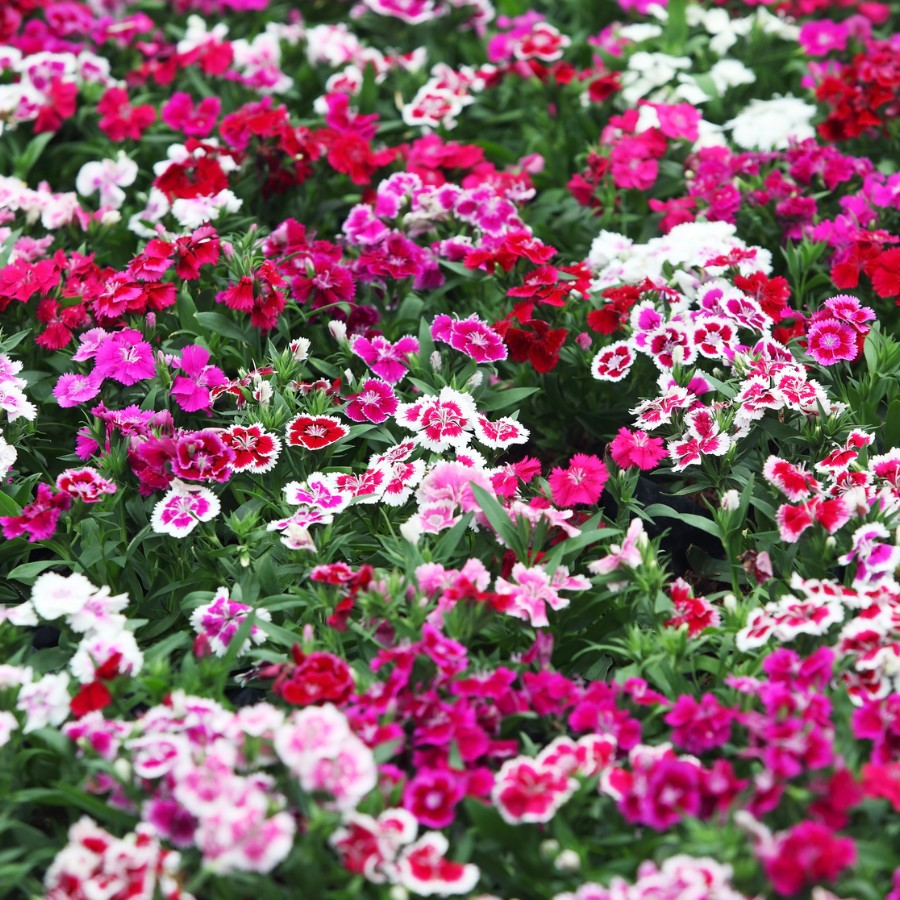Dianthus