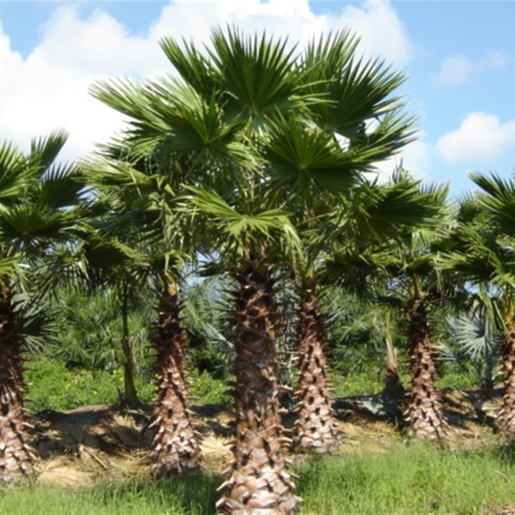 Washingtonia Palm