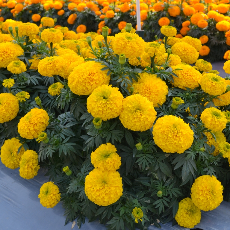 African Marigold