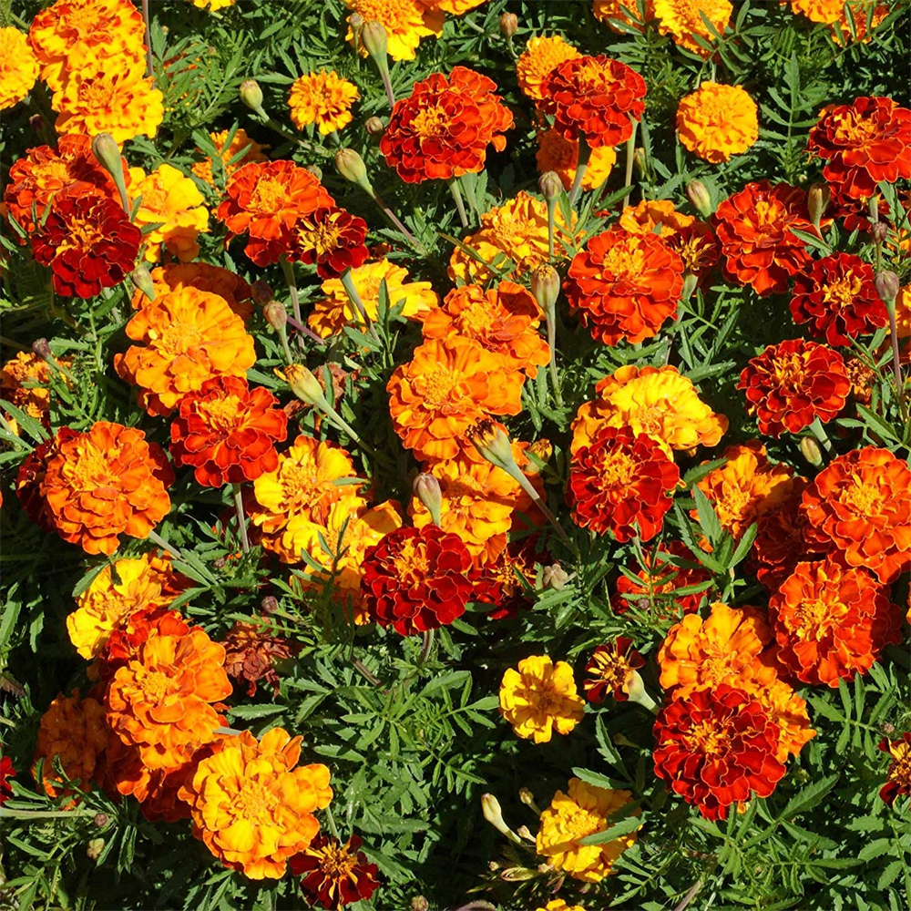 French Marigold