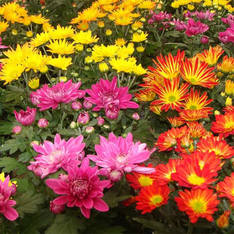 Chrysenthemum