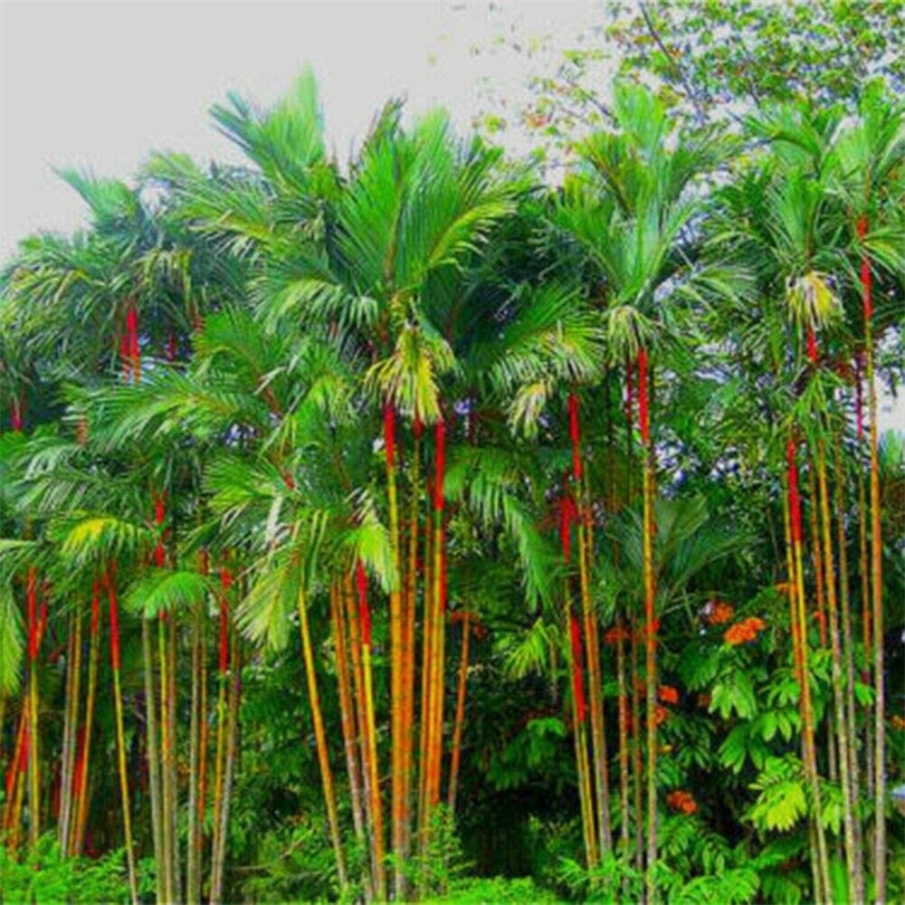 Red Palm
