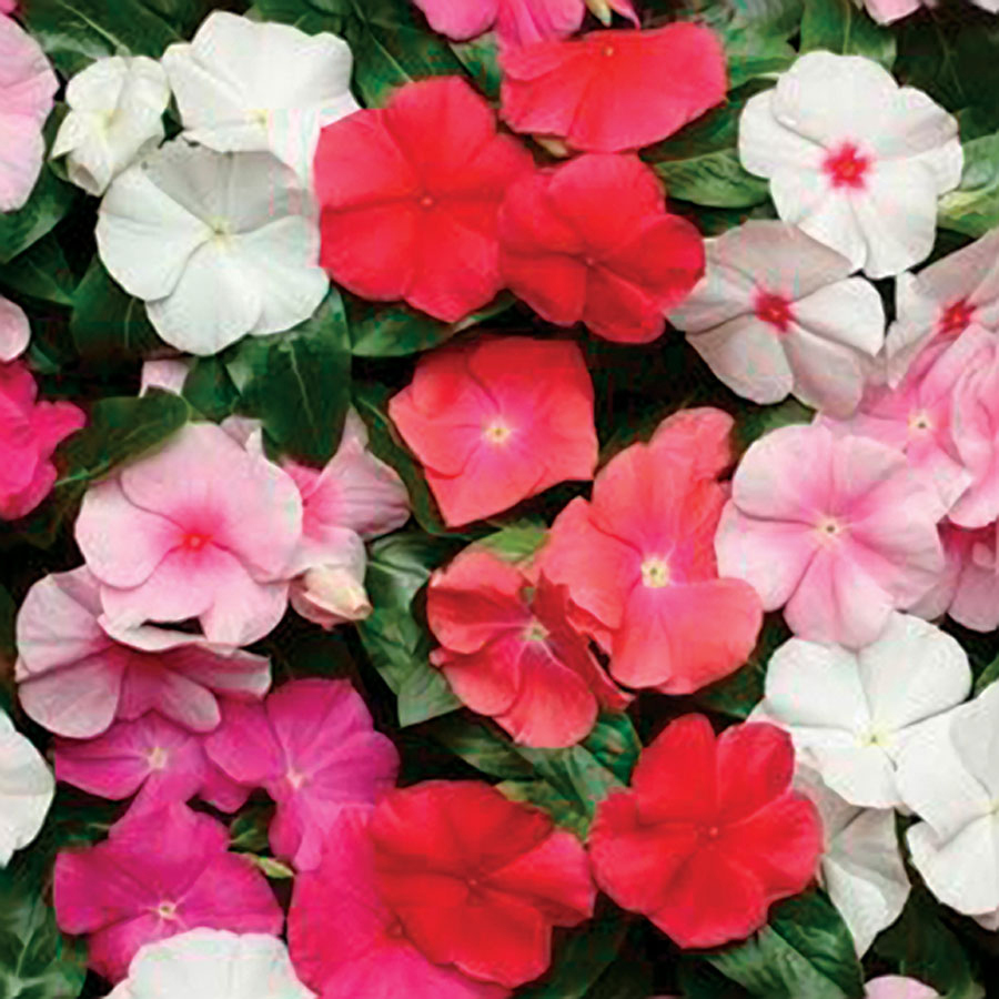 Vinca