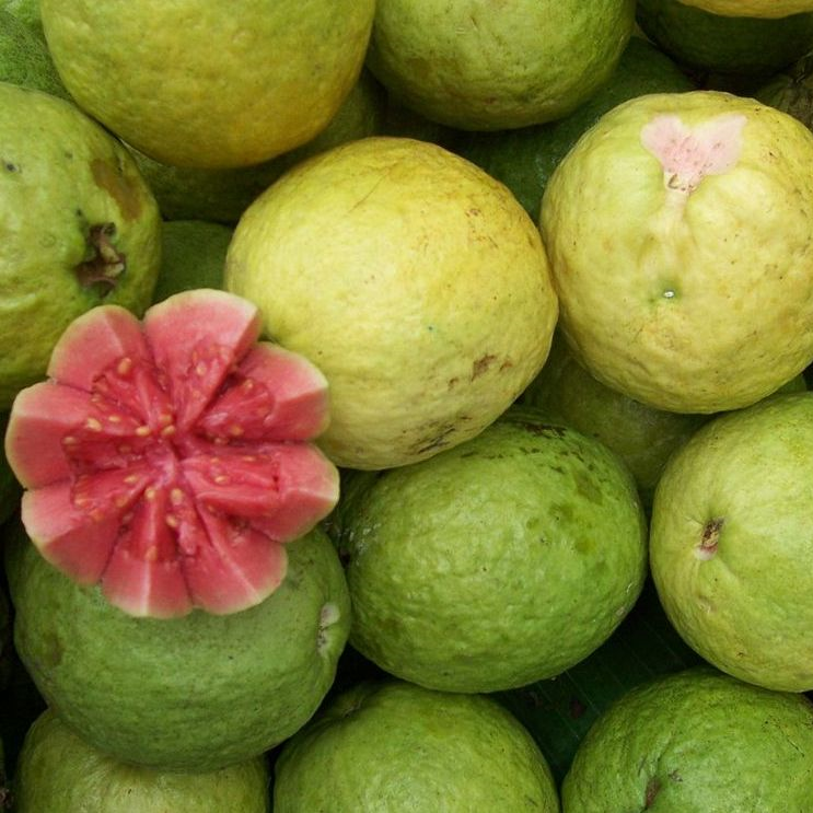 Guava